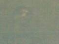 sfinciuni