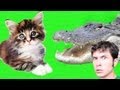 KITTY VS. ALLIGATOR