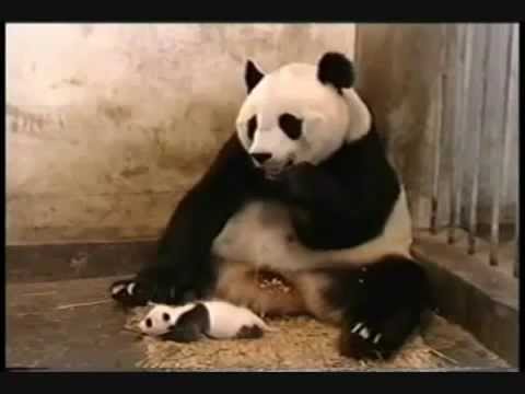 Baby panda starnutisce…