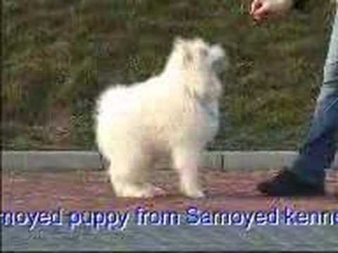 Samoyed puppy