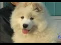 samoyed puppy