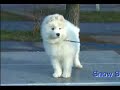 Samoyed puppy