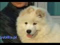 samoyed puppy
