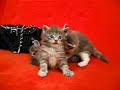 Brazilian Maine Coon Kittens (Meg & Lisa) 30 days age Brazilian Maine Coon Kittens (Meg & Lisa) 30 days age