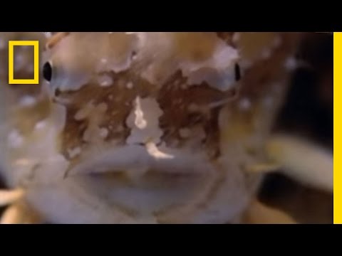 camouflaged - The sargassum fish has evolved to look exactly like floating sargassum weed, helping it ambush smaller fish with deadly ease.