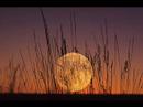 miaou-grasslands