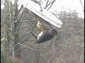 Hairy Woodpecker eating suet