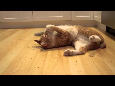 City the Kitty finds the catnip bag