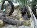 nakhl marpichi - twisty palm nakhl marpichi - twisty palm