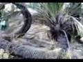 nakhl marpichi - twisty palm