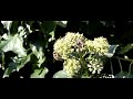 Zweefvliegen (Hoverflies) rond klimop 4 Zweefvliegen (Hoverflies) rond klimop 4