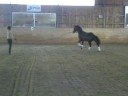 Twist -06 e Twilight (FLEMMING)