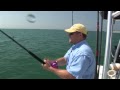 Sanibel, Ft. Myers, Cape Coral Sharkn! Chew On This