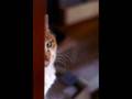 Assistir ao v�deo