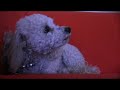 Singing #Valentine for #dog lovers from bb the #bichon n me... http://t.co/E8tDSyf0