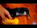 videos de Dachshund - his toy dumbbell (Part 2)