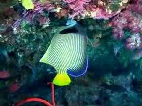 Giant Sea Fan