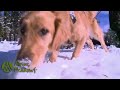 Avalanche Rescue Dogs of Alpine Meadows