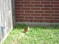 kiwi-bird-dance.html