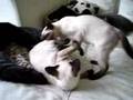 siamese cats: Dorje & Yeshe playin fight