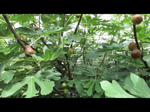 how to harvest figs