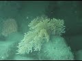 Coralline et Le Moine, Baie de Saint-Brieuc