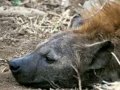 Spotted Hyena