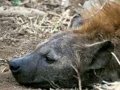 Spotted Hyena