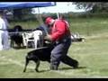 Doberman Kaz Arkan Kazimir Von Rubenhof in action
