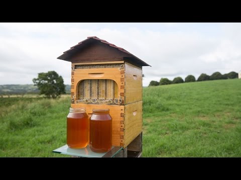 Flow: Milionové včely, které šokovaly svět
