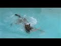 Dogs jump in pool
