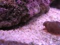 Amphipodes (aquarium récifal - eau de mer) Amphipodes (aquarium récifal - eau de mer)