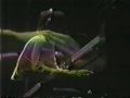 Dan Fogelberg - Stewball (Live \