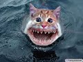 funny-stuff.html