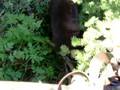 Bear coming up treestand