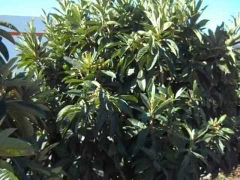 how to transplant loquat tree