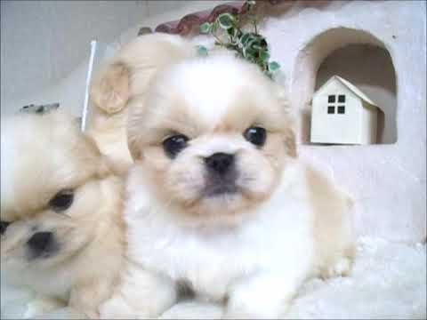 YouTube Preview Image