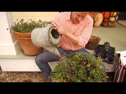 how to replant bulbs tulips