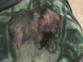 Yorkshire terrier Chispachica: Parto de chispa tres perritos