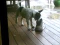 crazy blue heeler puppy