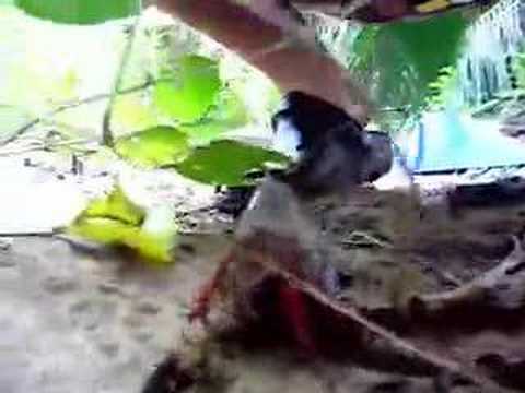 Hermit Crab in bottle instead of shell