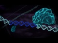 3 new videos about genome engineering : http://youtu.be/WbbaSA_G9xQ http://youtu.be/v6TJk2C6Oic http://youtu.be/Ofe2LwAQm5s