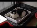 Stinky Cat