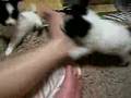 パピヨンの子犬3