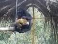 monkey sex funny