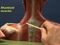 Head and Shoulder Model - Trapezius and Rhomboids