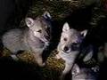 wolf dogs Pups scotland