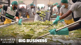 How 1.5 Million Aloe Vera Leaves Are Harvested A Week