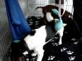 videos de rhodesian ridgeback (8 weeks)versus jack russell(1year)