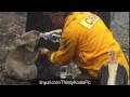 videos de Awesomeology Episode 23 - Thirsty Koala, Foxes On A Trampoline & More!